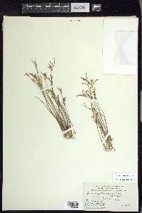 Juncus pelocarpus image