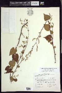 Fallopia cilinodis image