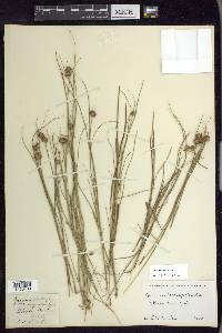 Juncus nodosus image