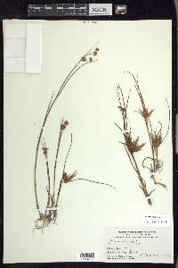 Juncus nodosus image