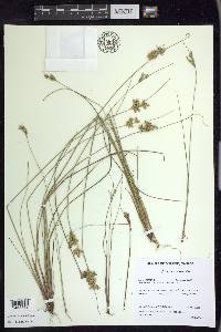 Juncus interior image