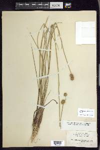 Juncus megacephalus image