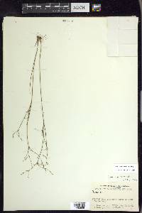 Juncus pelocarpus image