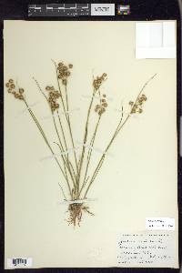 Juncus nodosus image