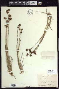 Juncus brevicaudatus image