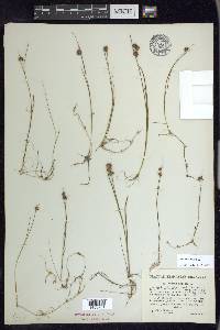 Juncus nodosus image