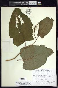 Fallopia sachalinensis image