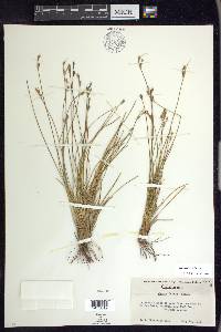 Juncus parryi image