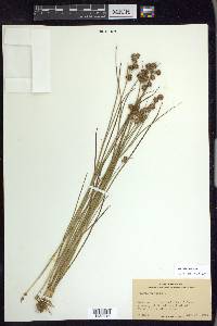 Juncus nodosus image