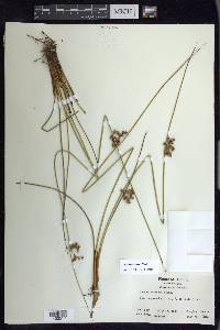 Juncus coriaceus image