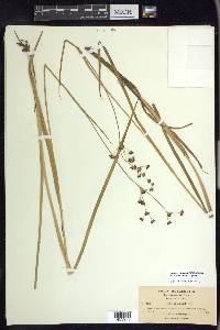 Juncus phaeocephalus image