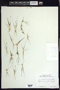 Juncus pelocarpus image