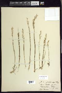 Juncus pelocarpus image