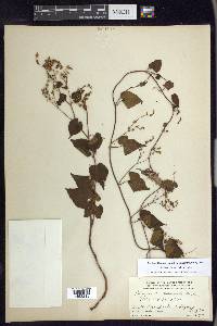 Fallopia cilinodis image