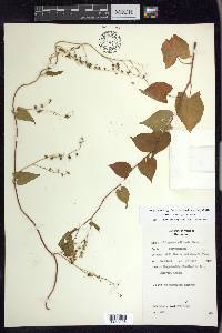 Fallopia cilinodis image