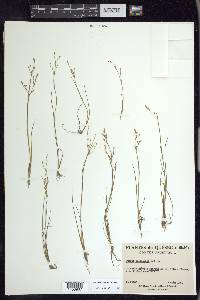 Juncus pelocarpus image