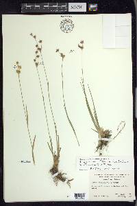 Juncus howellii image