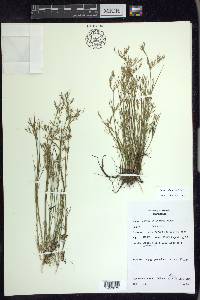 Juncus pelocarpus image