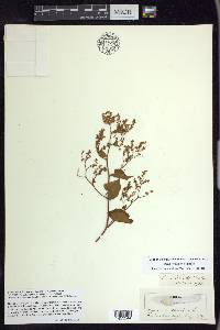 Fallopia cilinodis image