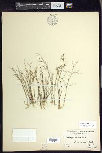 Juncus pelocarpus image