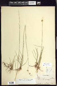 Juncus longistylis image