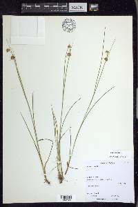 Juncus nodosus image