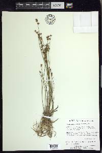 Juncus brevicaudatus image