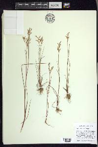 Juncus pelocarpus image