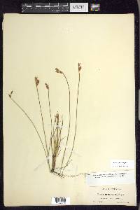 Juncus parryi image