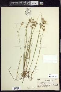 Juncus nodosus image