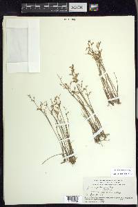 Juncus pelocarpus image
