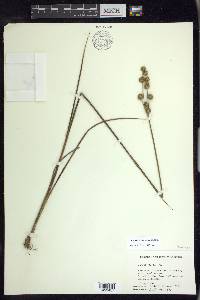 Juncus brachycarpus image