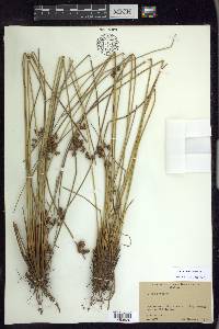 Juncus coriaceus image