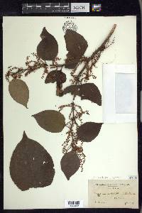 Reynoutria japonica image