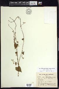 Fallopia cilinodis image