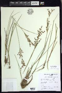 Juncus brevicaudatus image