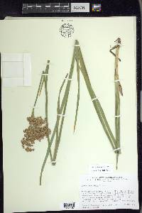 Juncus xiphioides image