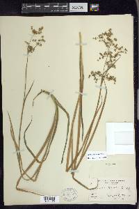 Juncus xiphioides image