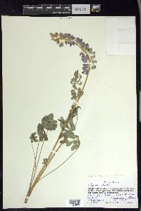 Lupinus polyphyllus image