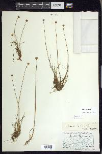 Juncus triglumis image