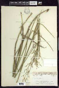 Juncus subcaudatus image