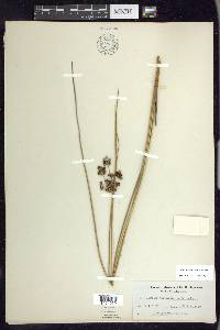 Juncus roemerianus image