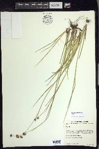 Juncus ensifolius var. montanus image