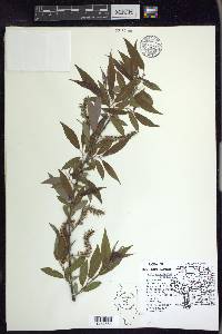 Salix caroliniana image