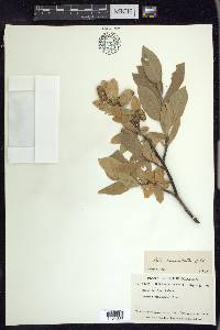 Salix commutata image