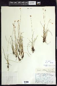 Juncus triglumis image