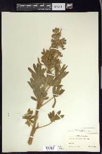 Lupinus nootkatensis image