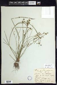 Juncus subcaudatus image