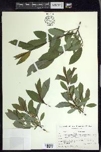 Salix cordata image