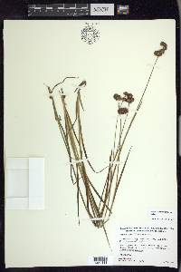 Juncus ensifolius var. montanus image